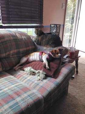 friends-Misty-and-Daisy-2