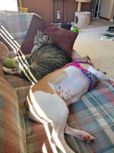 friends-Misty-and-Daisy