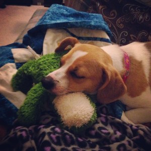 Daisy after a good long walk. :-)