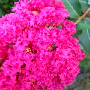 Close-up of a crepe myrtle tree in our backyard. :-)