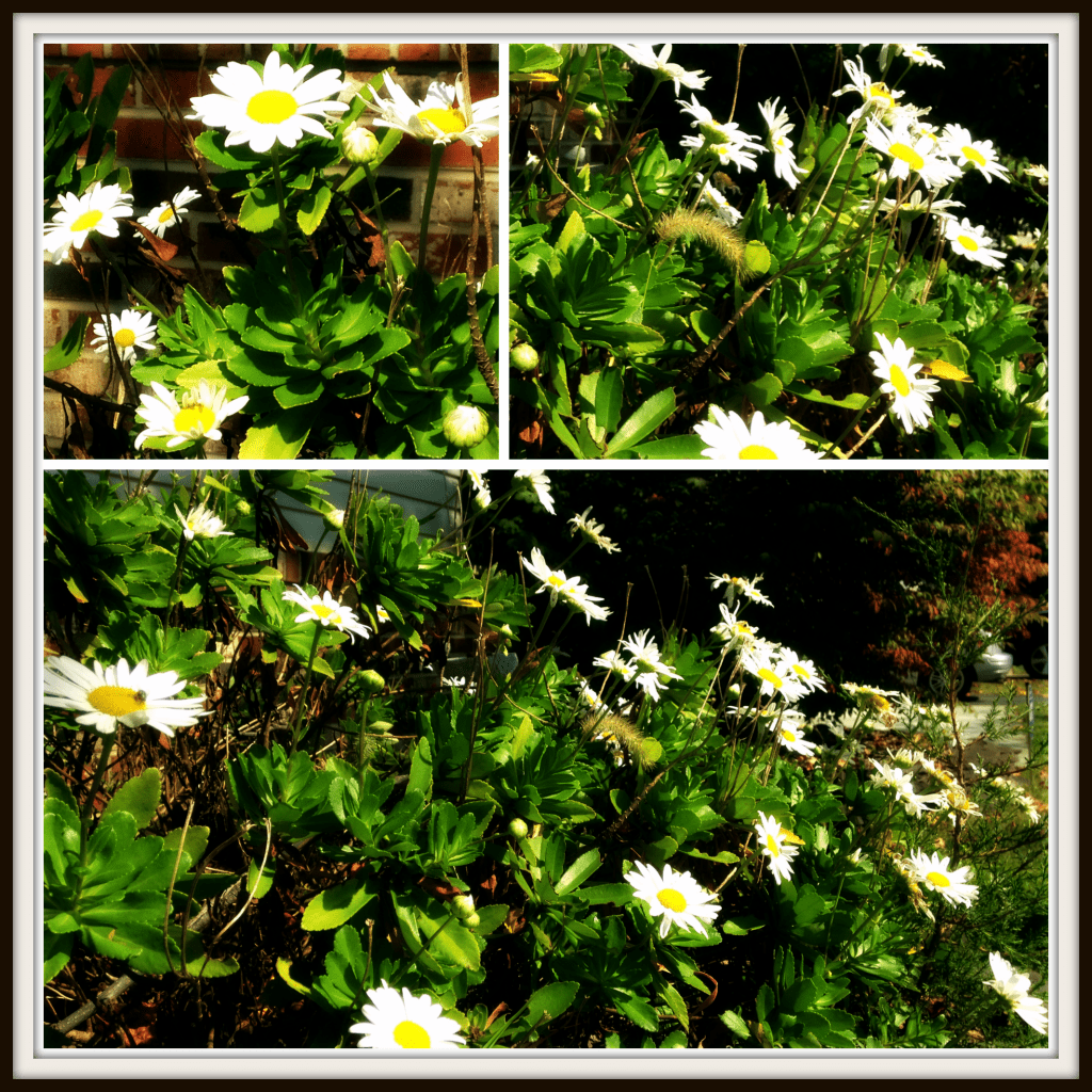Daisy-Collage