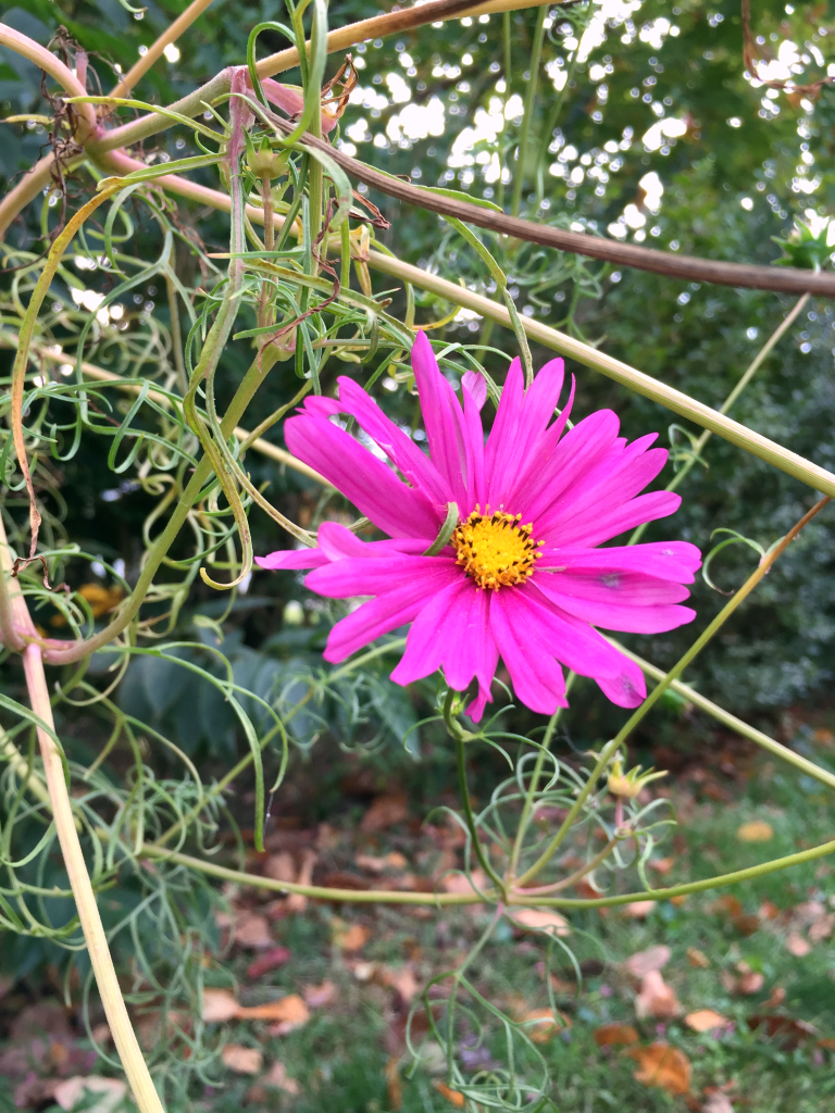Fall-flower-1