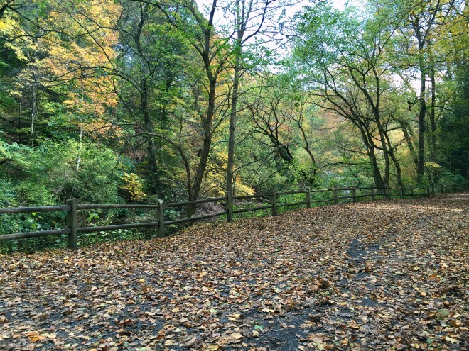 autumn-path