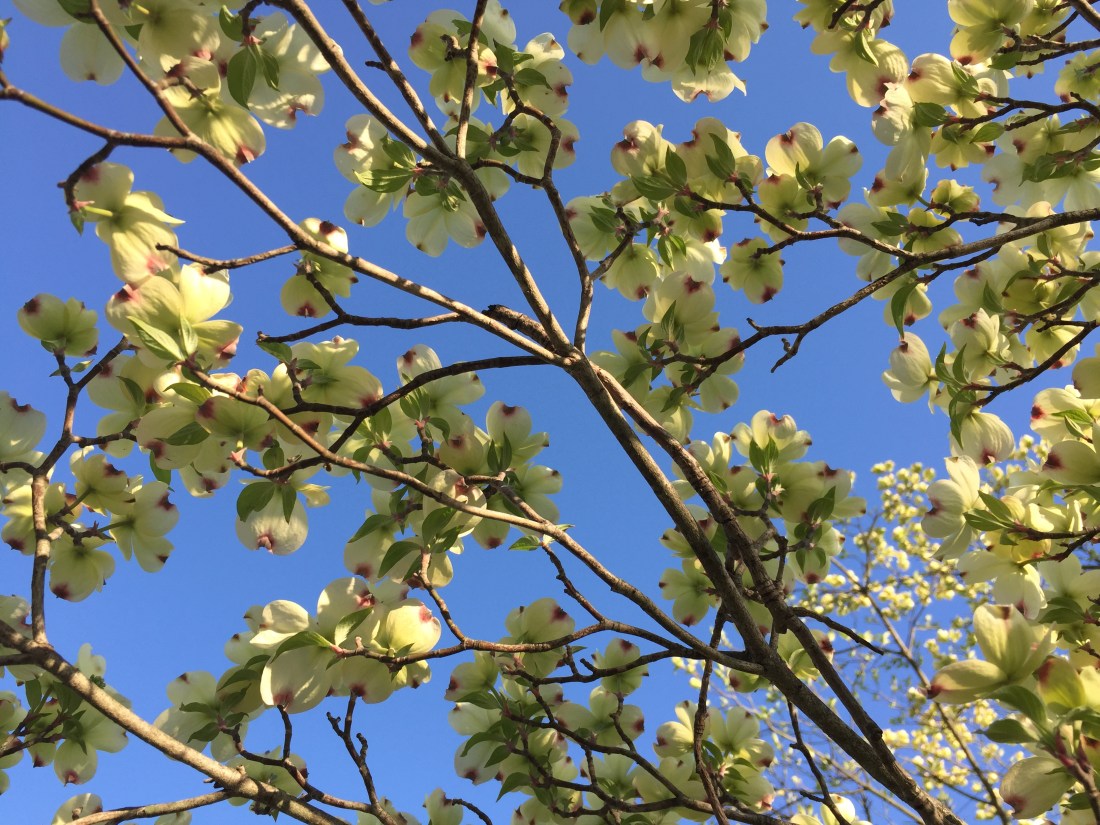 dogwood-2.JPG